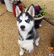 siberian husky puppy posted by Morgan 7566